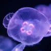 glowing-jellyfish.webp Second product
