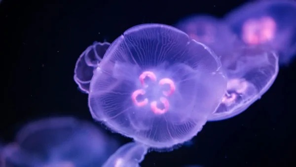 glowing-jellyfish.webp Second product