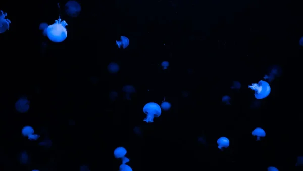 jellyfish.webp Second product