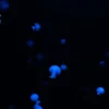 jellyfish.webp Second product